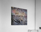 Observant Leopard Acrylic Print