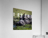 Hippos Rooster Acrylic Print