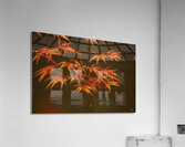 Branching Out Acrylic Print