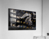 Water Buffalo Acrylic Print