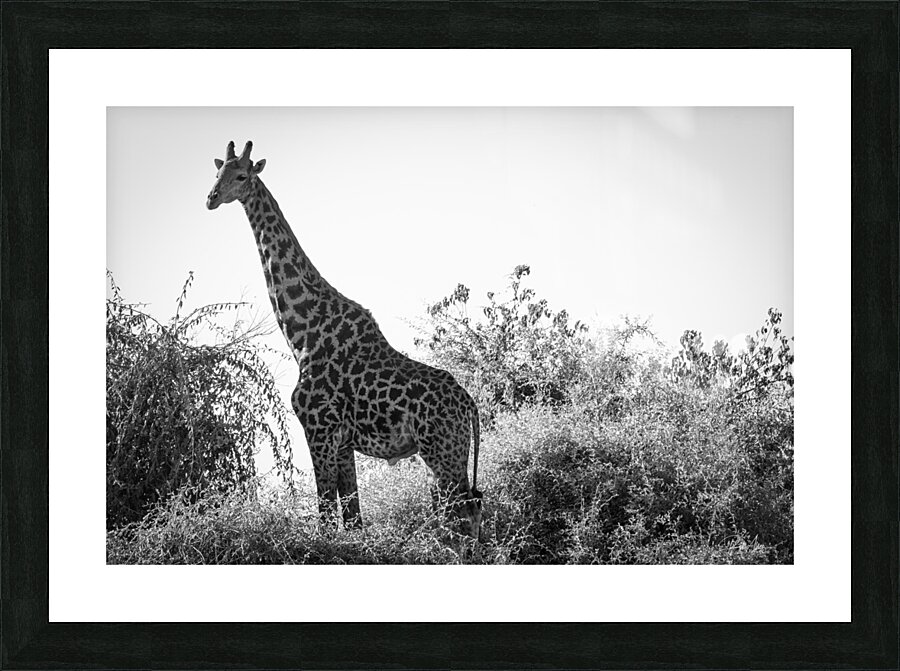 Posing Giraffe Picture Frame print