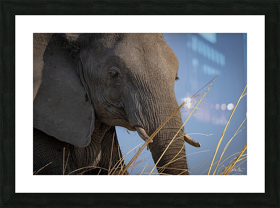 Mindful Elephant Picture Frame print