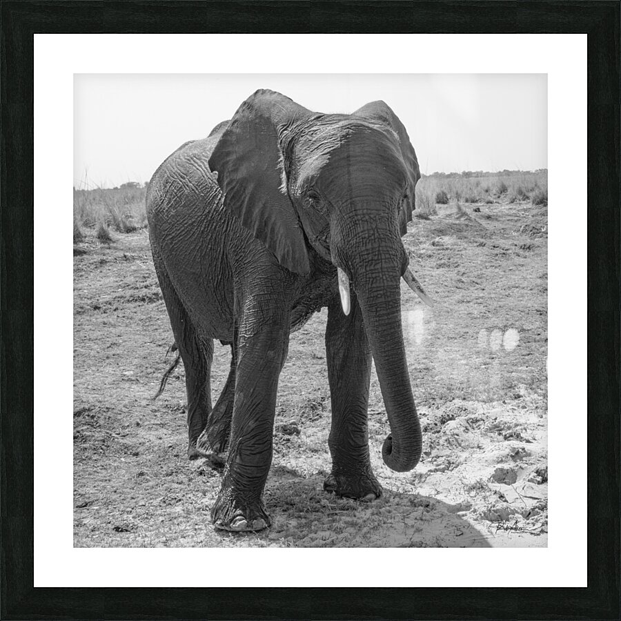 Elephant Respect Picture Frame print