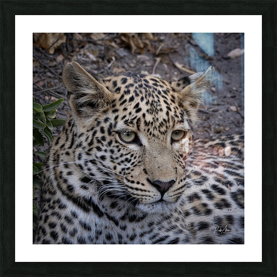 Observant Leopard Picture Frame Printing