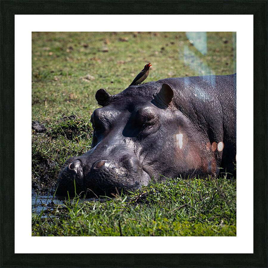 Hippos Rooster Picture Frame Printing