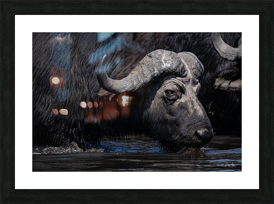 Water Buffalo Picture Frame print