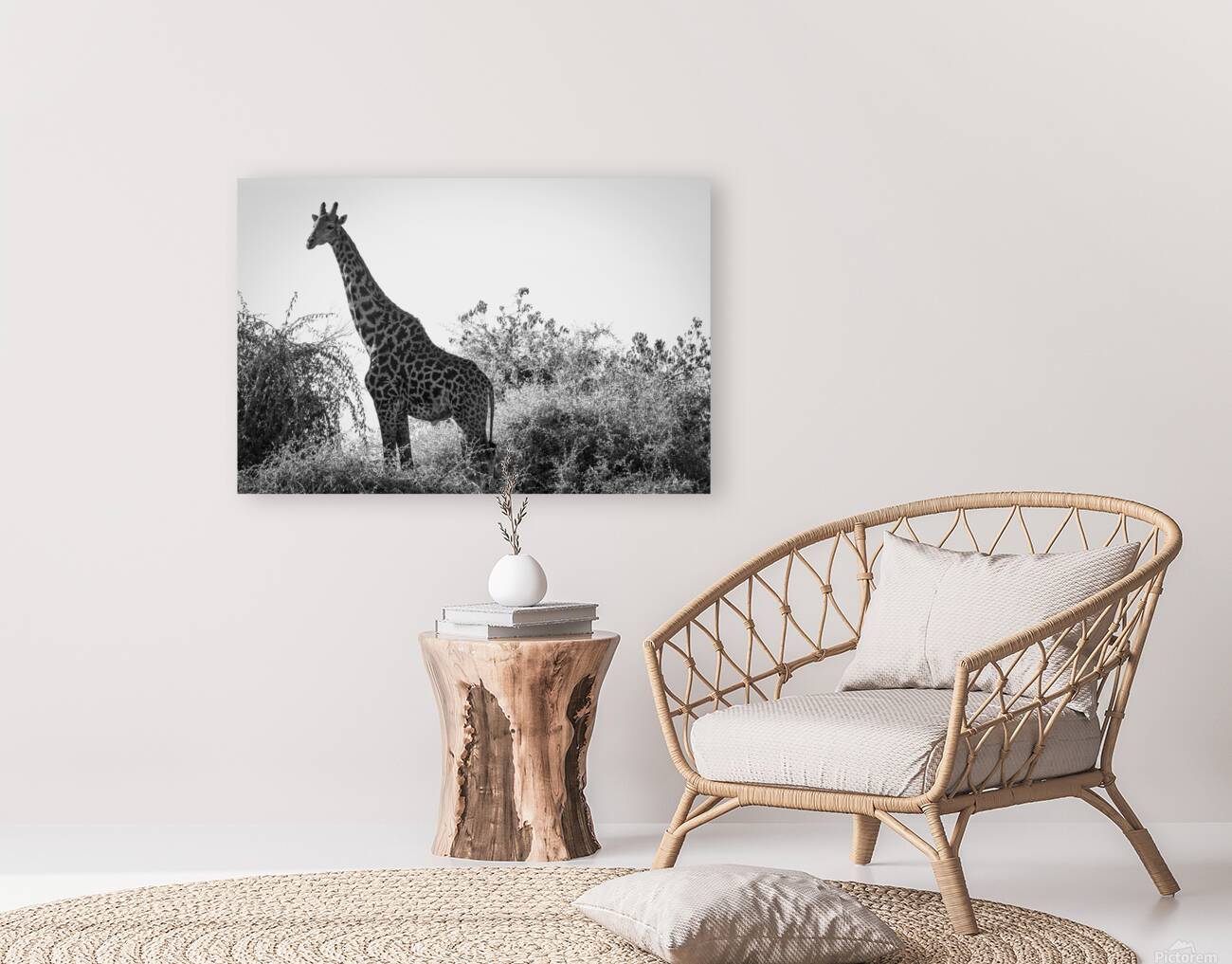 Posing Giraffe Reproduction