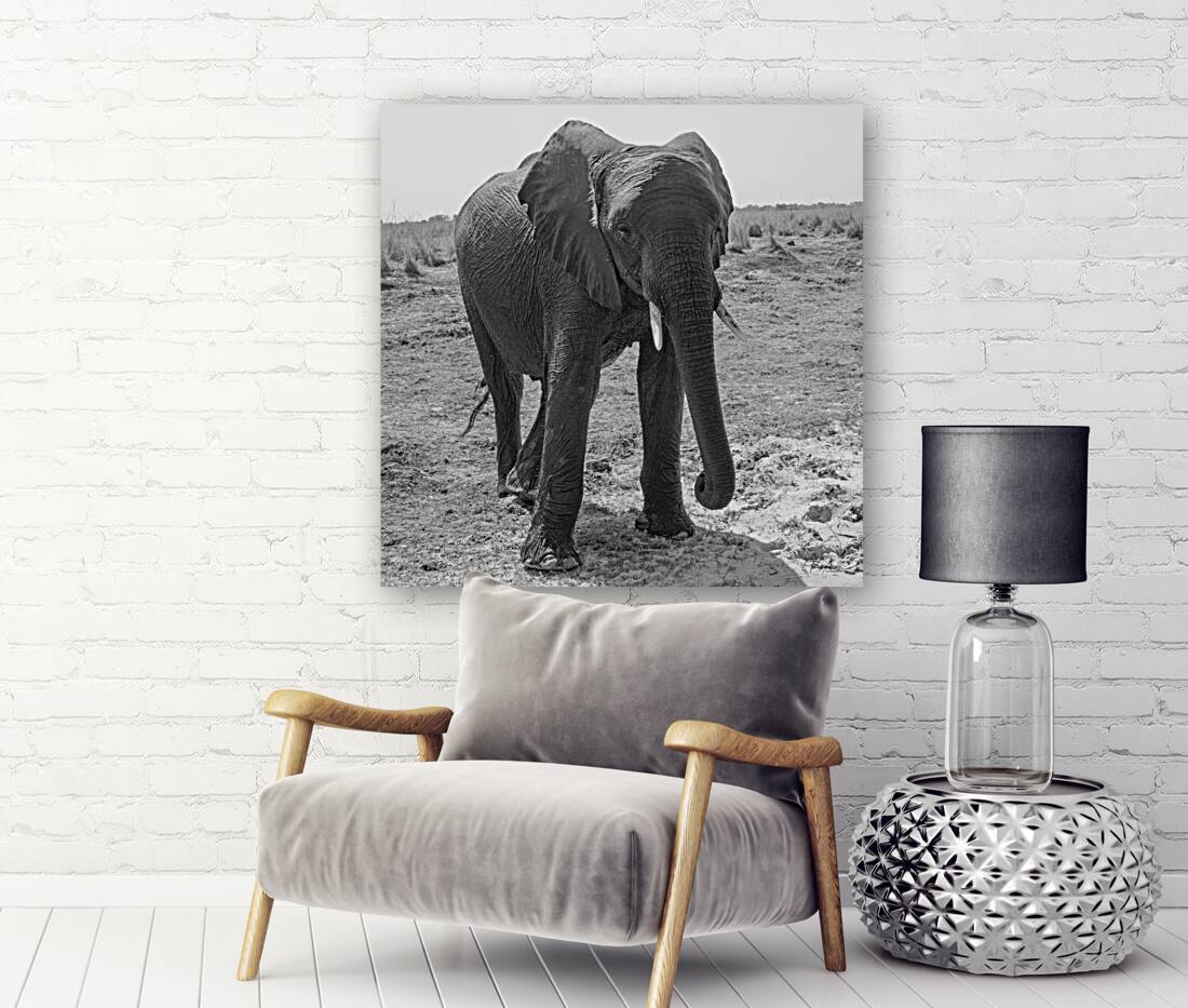 Elephant Respect Reproduction