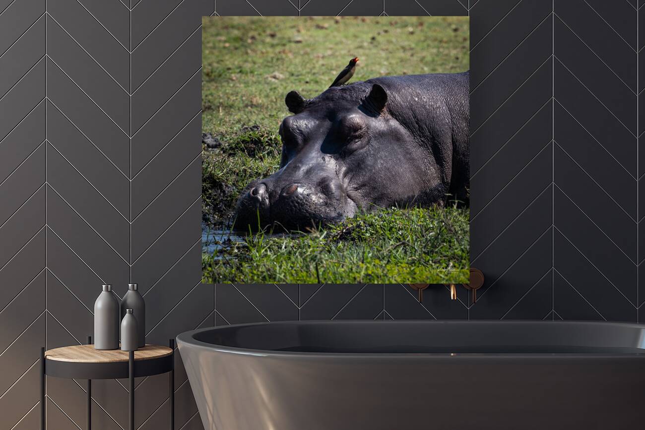 Hippos Rooster Reproduction