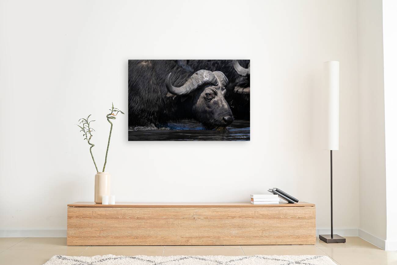 Water Buffalo Reproduction