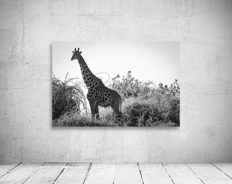 Posing Giraffe Wall Preview