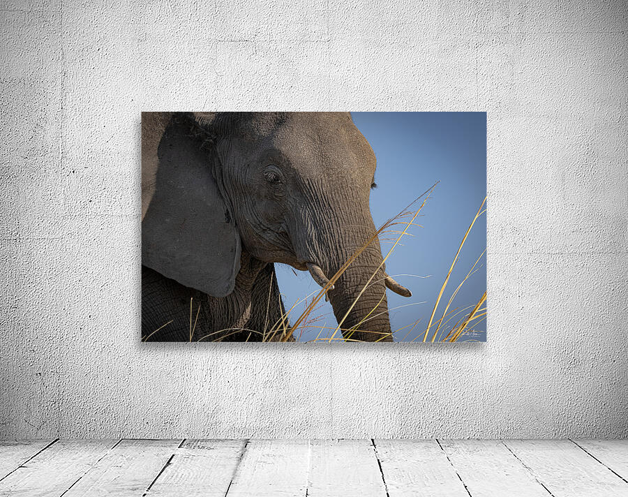 Mindful Elephant Wall Preview