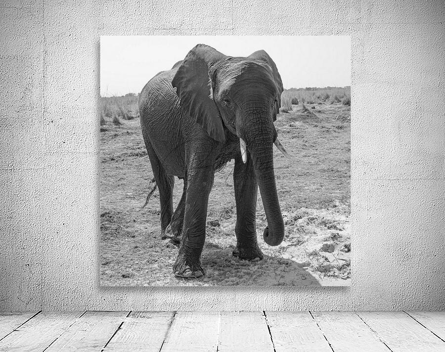 Elephant Respect Wall Preview