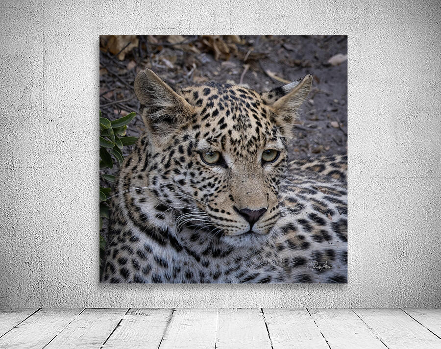 Observant Leopard Wall Preview