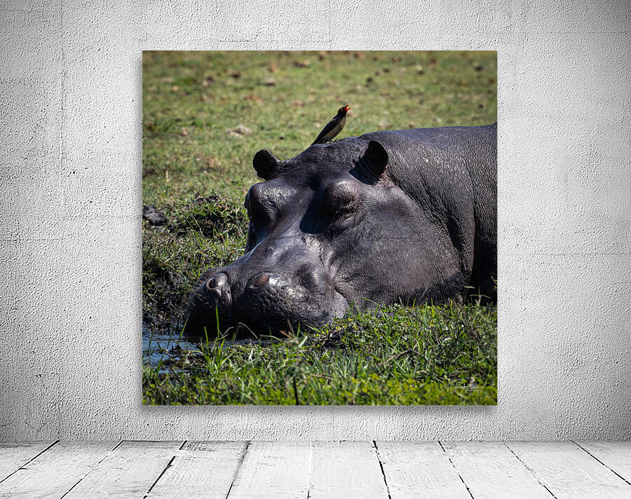 Hippos Rooster Wall Preview