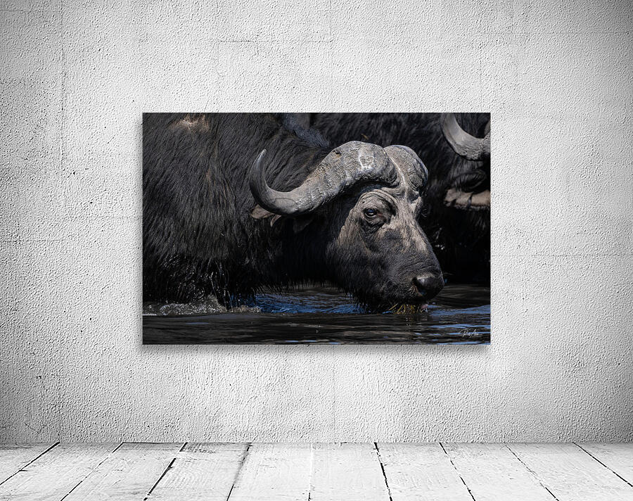 Water Buffalo Wall Preview