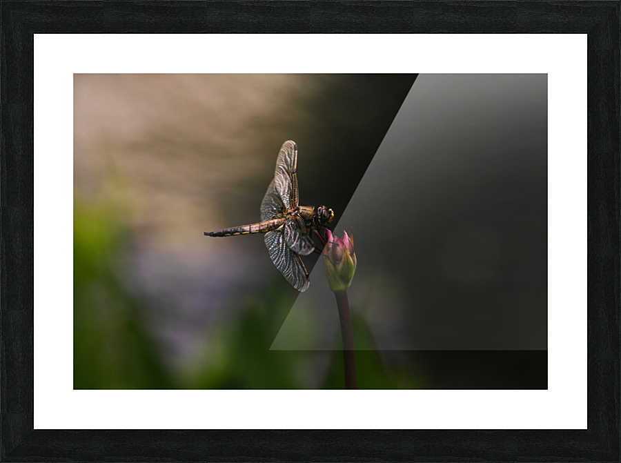 libellule  Picture Frame print