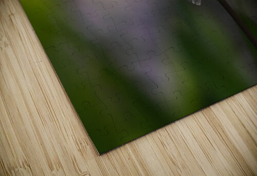 libellule  stevegoyette puzzle