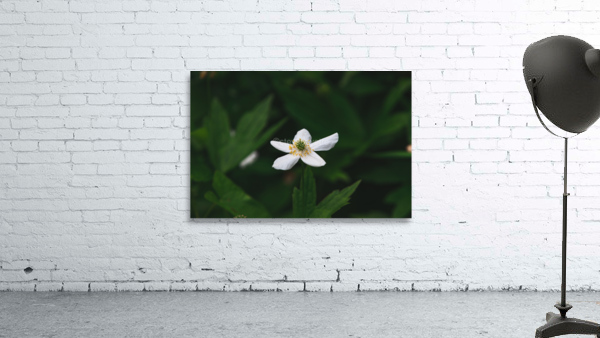 fleure Wall Preview