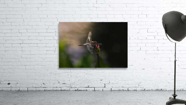 libellule  Wall Preview