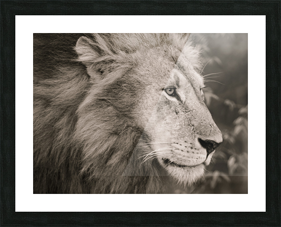 Lion Returning  Home Picture Frame print