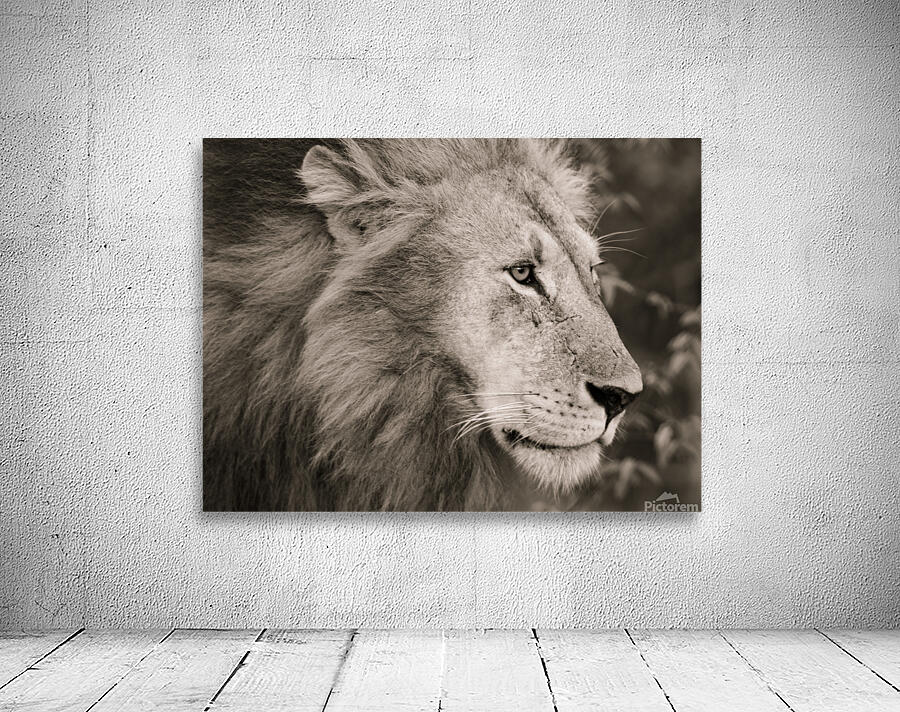 Lion Returning  Home Wall Preview
