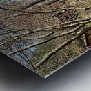 Nami Island Boardwalk Metal print