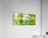 img7431666 53dfae88b7720458.v1 Acrylic Print