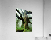 The Climb Acrylic Print