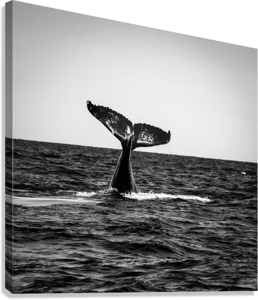 Humpback Whale Tail 