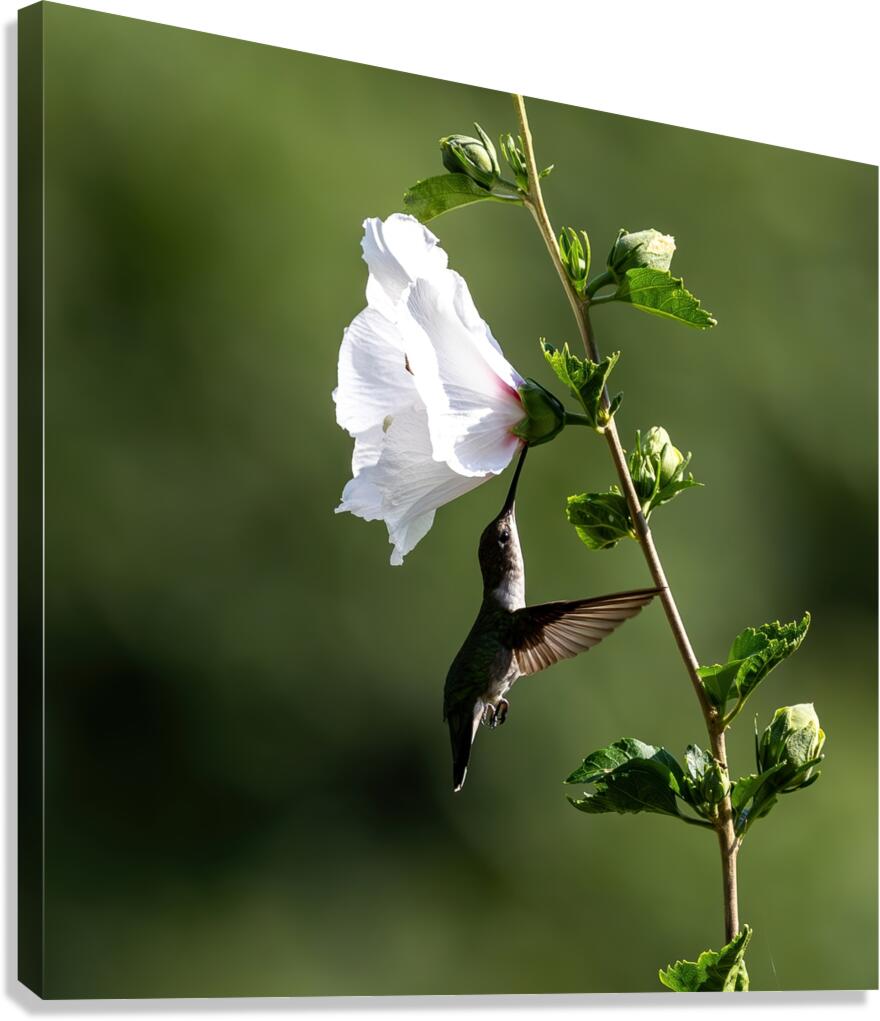 Ruby Throated Hummingbird