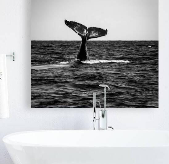 Humpback Whale Tail  by Doug Phillips