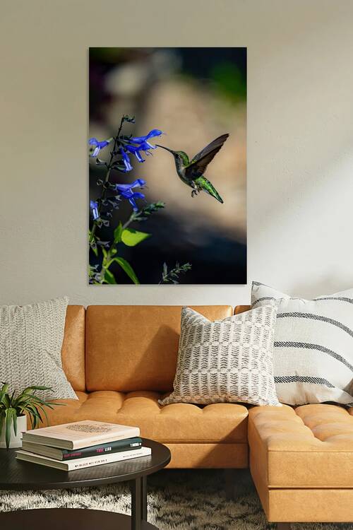 Female Ruby Throated Hummingbird by Doug Phillips