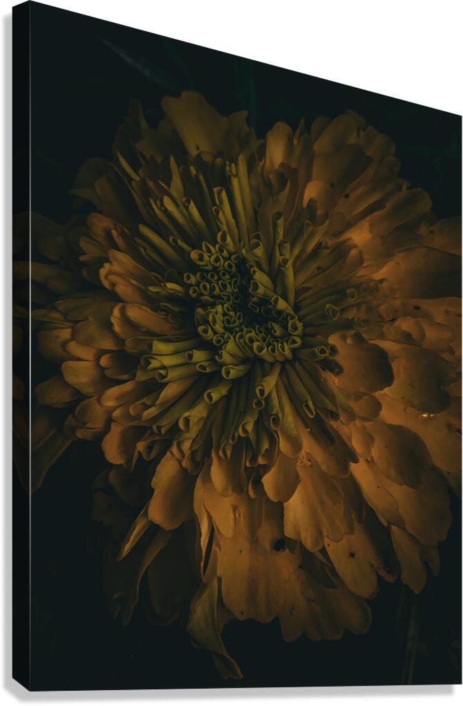 1000038264