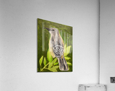Mockingbird Sitting on a Tree. Allen E Acrylic Print