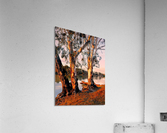 Murray River Gums Acrylic Print