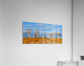 Beautiful Bare Trees 2 Acrylic Print