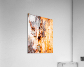 Ghost Gum Bark - 4 Acrylic Print