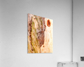 Aussie Gum Tree Bark - 3 Acrylic Print