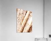 Aussie Gum Tree Bark - 7 Acrylic Print