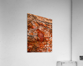 Aussie Gum Tree Bark - 6 Acrylic Print