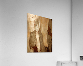 Murray Gum Tree Bark 6 Acrylic Print