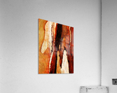 Murray Gum Tree Bark 8 Acrylic Print