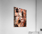 Murray Gum Tree Bark 9 Acrylic Print