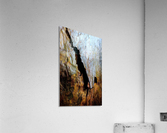 Aussie Gum Tree Bark - 8 Acrylic Print