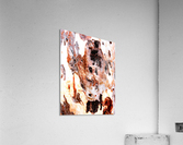 Aussie Gum Tree Bark - 17 Acrylic Print