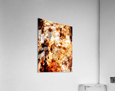 Aussie Gum Tree Bark - 19 Acrylic Print