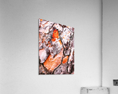 Pine Tree Bark 2 Acrylic Print