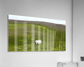All Alone Acrylic Print
