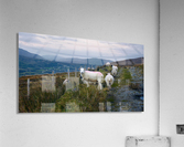 Rural Path to Glencolmcille Acrylic Print